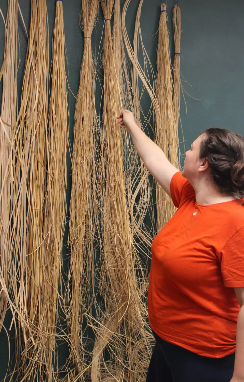 Choix de la canne à l'état brut en fonction de sa largeur.